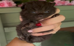 British Shorthair cats for sale: Chocolate BSH Kittens  - Image 8