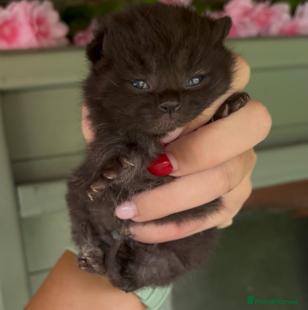 British Shorthair cats for sale: Chocolate BSH Kittens  - Image 8