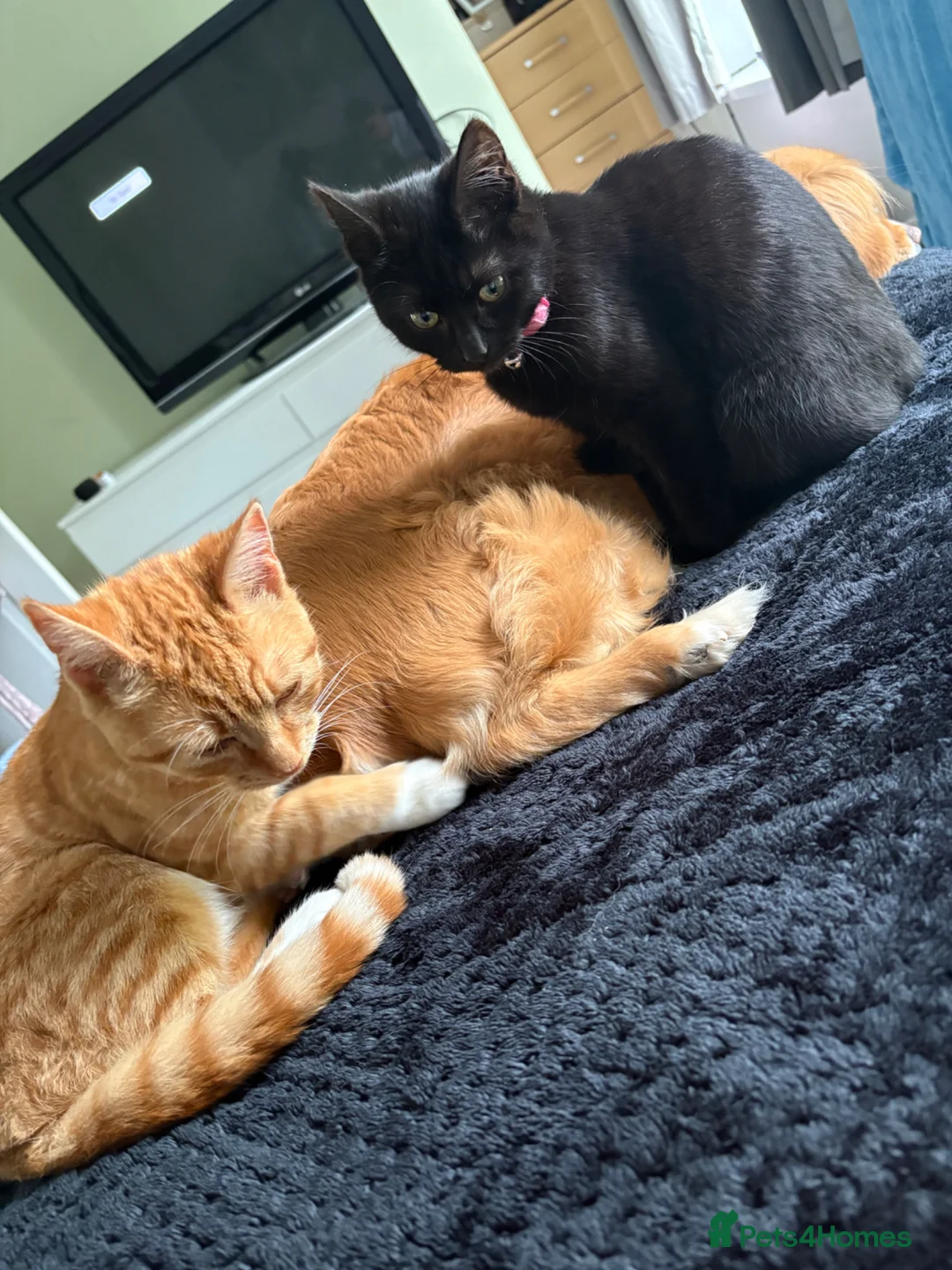 Mixed Breed cats for sale: Needs refining asap  - Advert 7