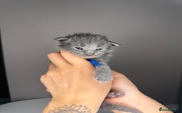 Maine Coon cats for sale: XL Russian maine coon kittens  in Market Rasen - Image 11