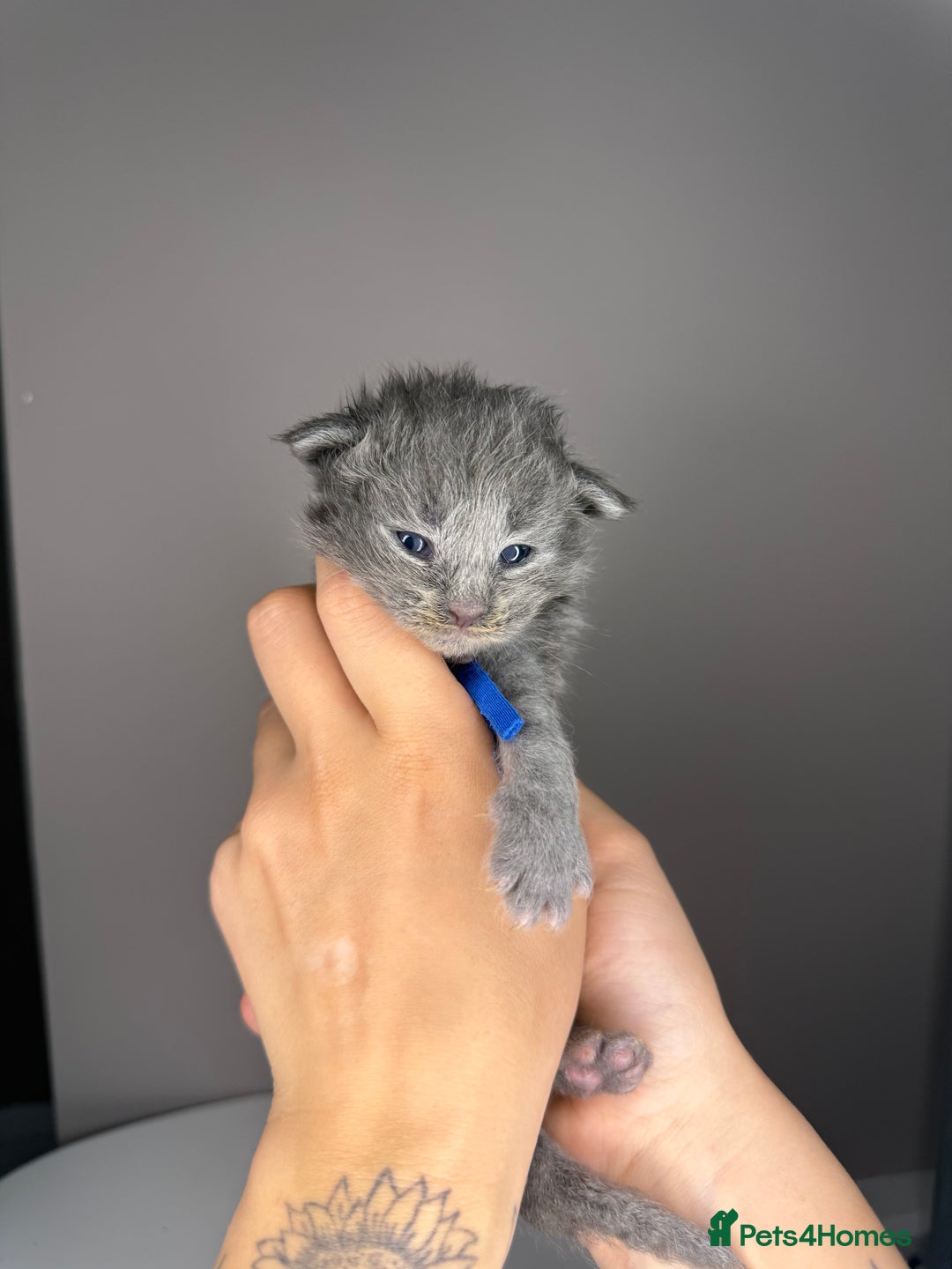 Maine Coon cats for sale: XL Russian maine coon kittens  in Market Rasen - Image 11