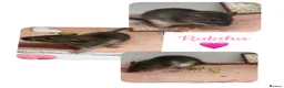 Rat rodents for sale: Baby Dumbo Rats  - Advert 7