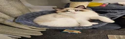 Ragdoll cats for sale: Beautiful GCCF Male Ragdoll 2 years old in Middlesbrough - Advert 22
