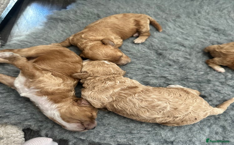 Poochon dogs - Advert 1