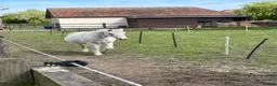 Welsh Section A horses for sale: Registered Welsh Section A Mare and Gelding  in Upminster - Advert 5