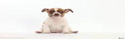 Jack Russell dogs for sale: Adorable mini Jack Russell babies  - Advert 20
