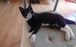 Mixed Breed cats for sale: Sweety girl  - Image 13
