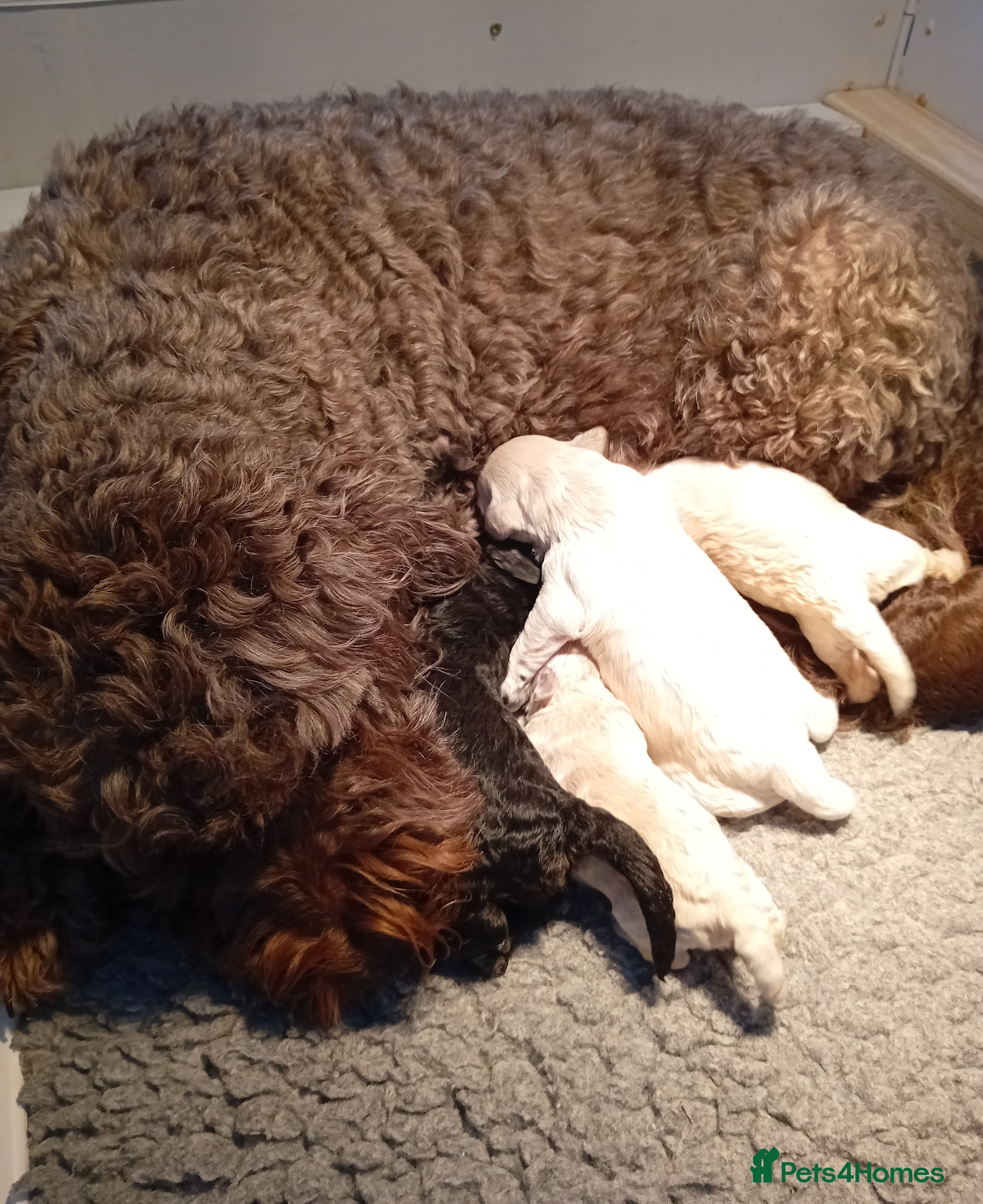 Mini Goldendoodle dogs Gorgeous Miniature Double Doodle puppies  - Advert 4