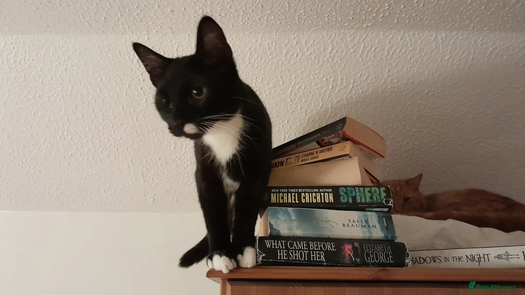 British Shorthair cats for sale: Justin and Janet and mummy  - Advert 1