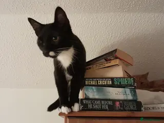 British Shorthair cats Justin and Janet and mummy - Advert 3