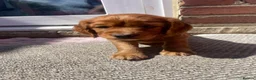 Cocker Spaniel dogs for sale: 7 cocker spaniel pups  - Advert 5