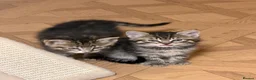 Mixed Breed cats for sale: Kittens Ready Now in Chorley - Advert 4