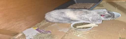 Mixed Breed rabbits for sale: Rabbit called bugzy  - Advert 2