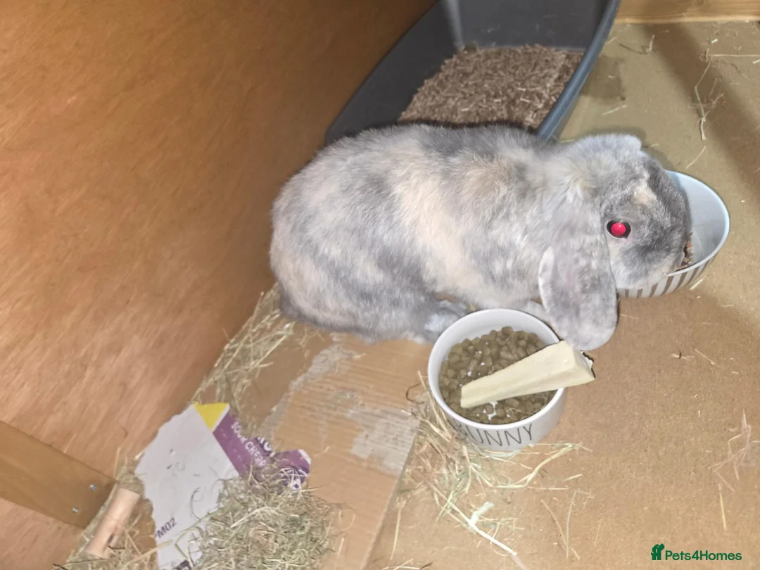 Mixed Breed rabbits for sale: Rabbit called bugzy  - Advert 2