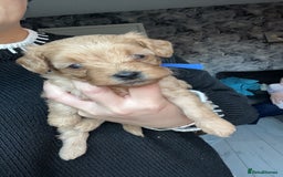Cavapoo dogs for sale: Adorable cavapoo puppies for sale  - Advert 10