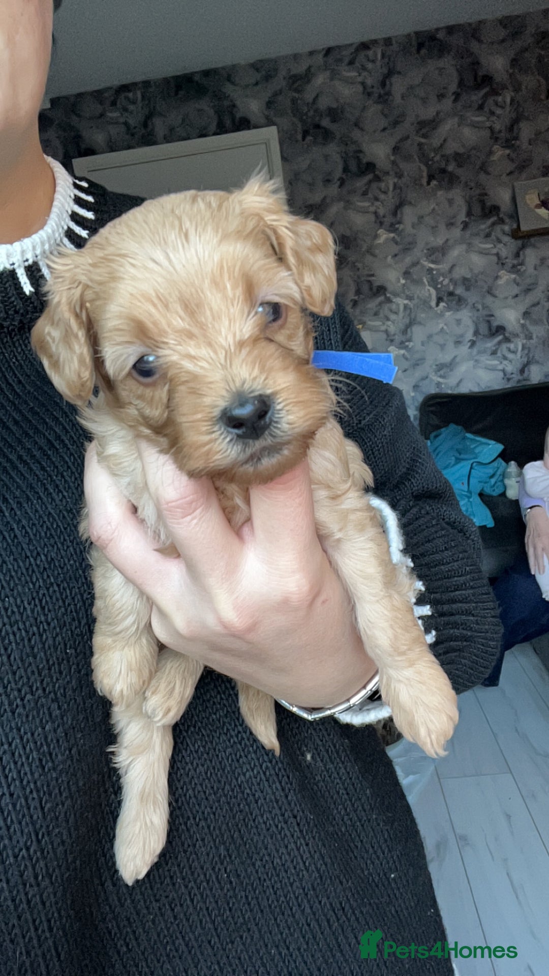 Cavapoo dogs for sale: Adorable cavapoo puppies for sale  - Advert 10