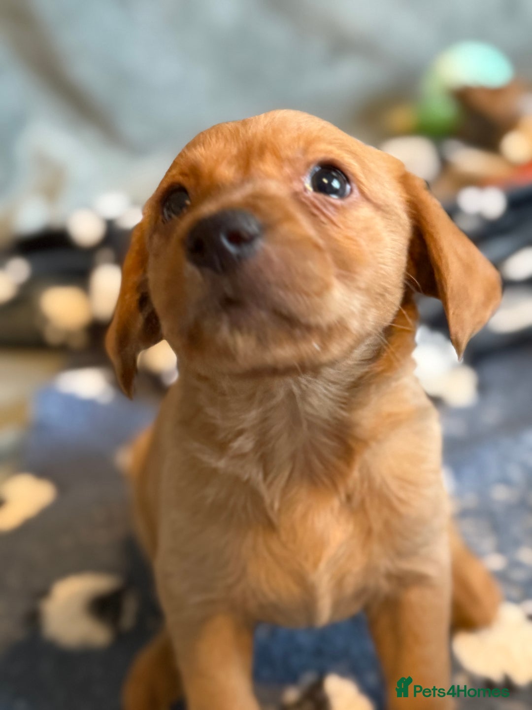 Goldador dogs for sale: Goldendor puppies - Image 4