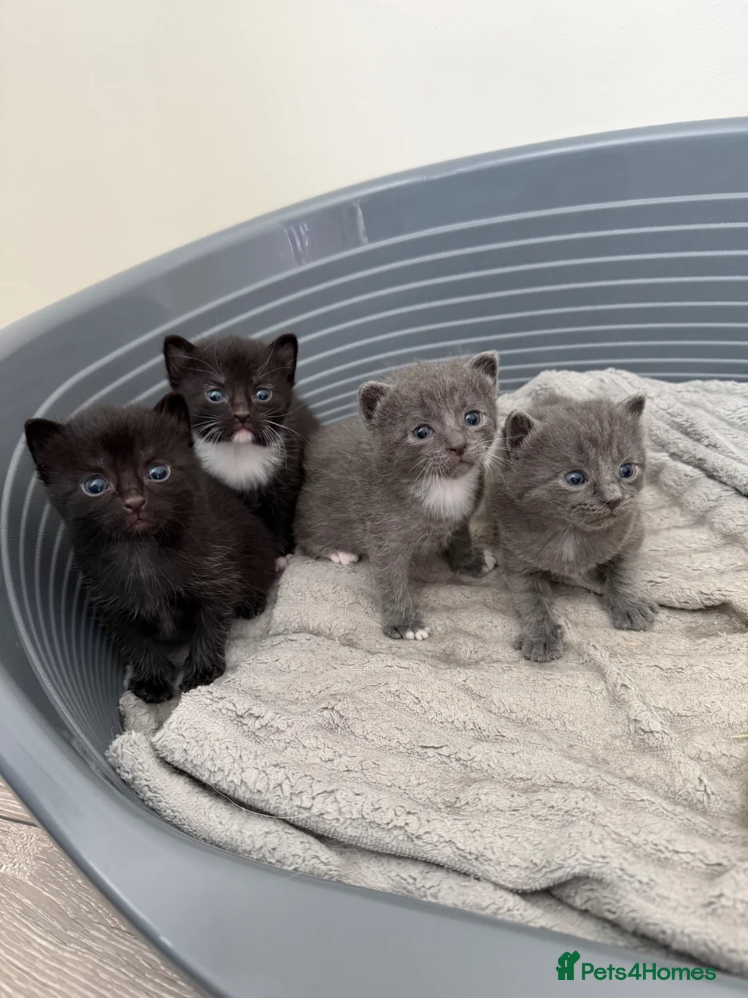 Mixed Breed cats for sale: Beautiful Kittens For Sale  - Advert 2