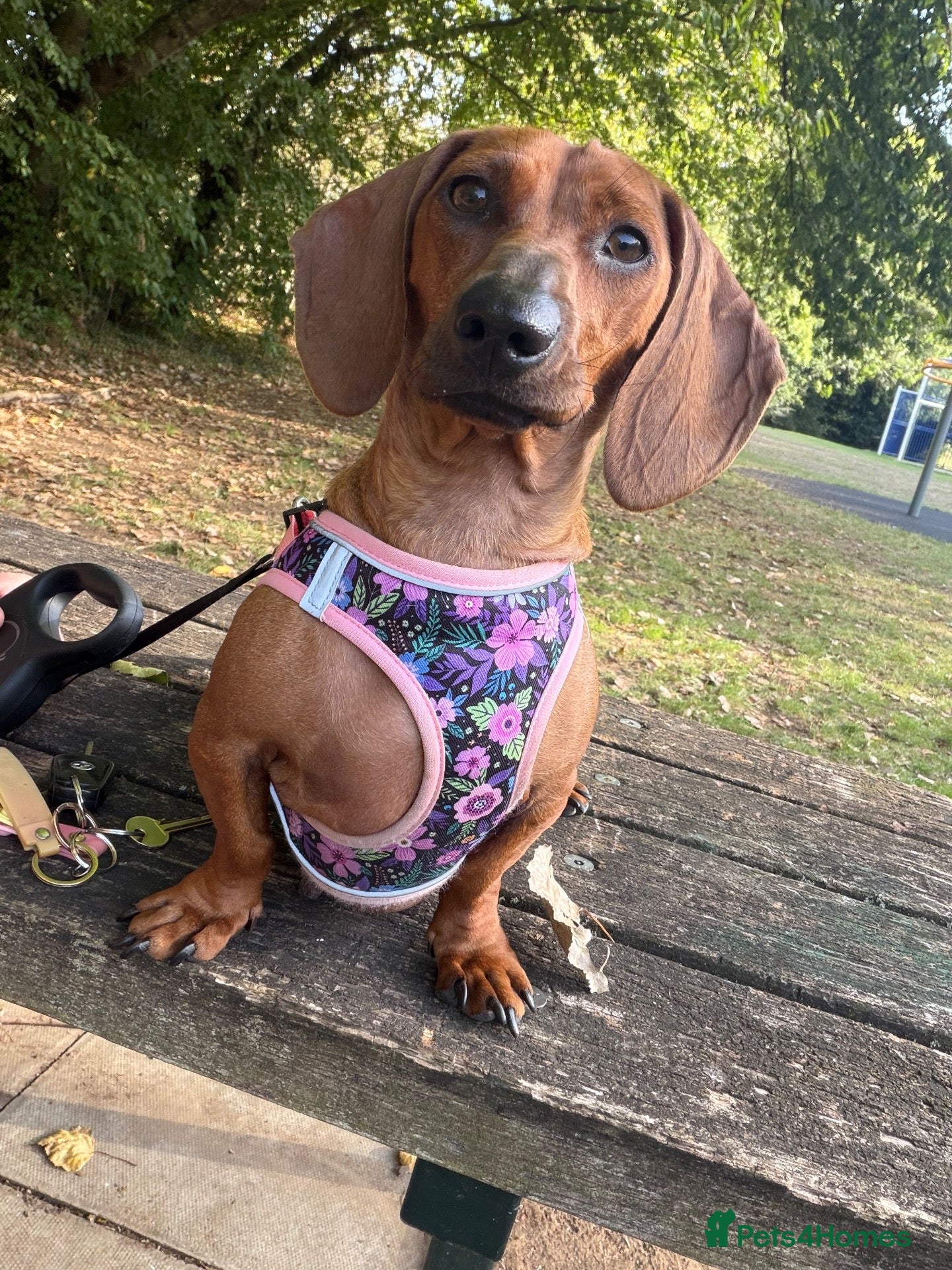 Dachshund dogs Female Dacshund  - Advert 1