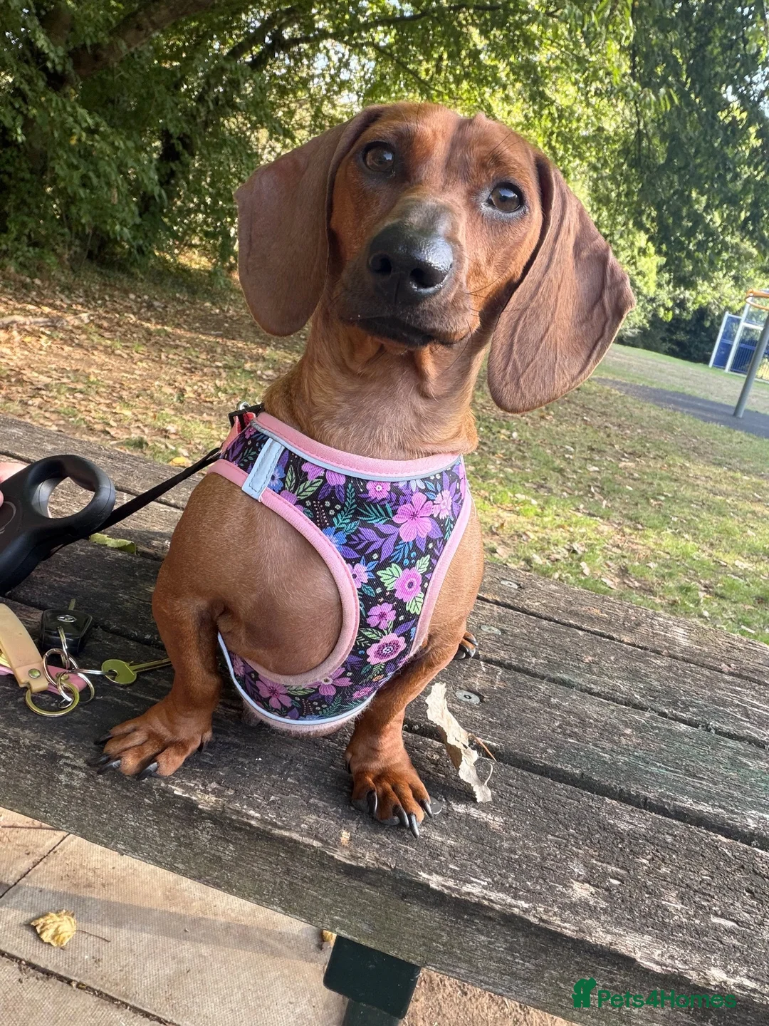 Dachshund dogs for sale: Female Dacshund  - Advert 1