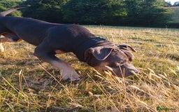 American Bully dogs for sale: American bully  - Image 1