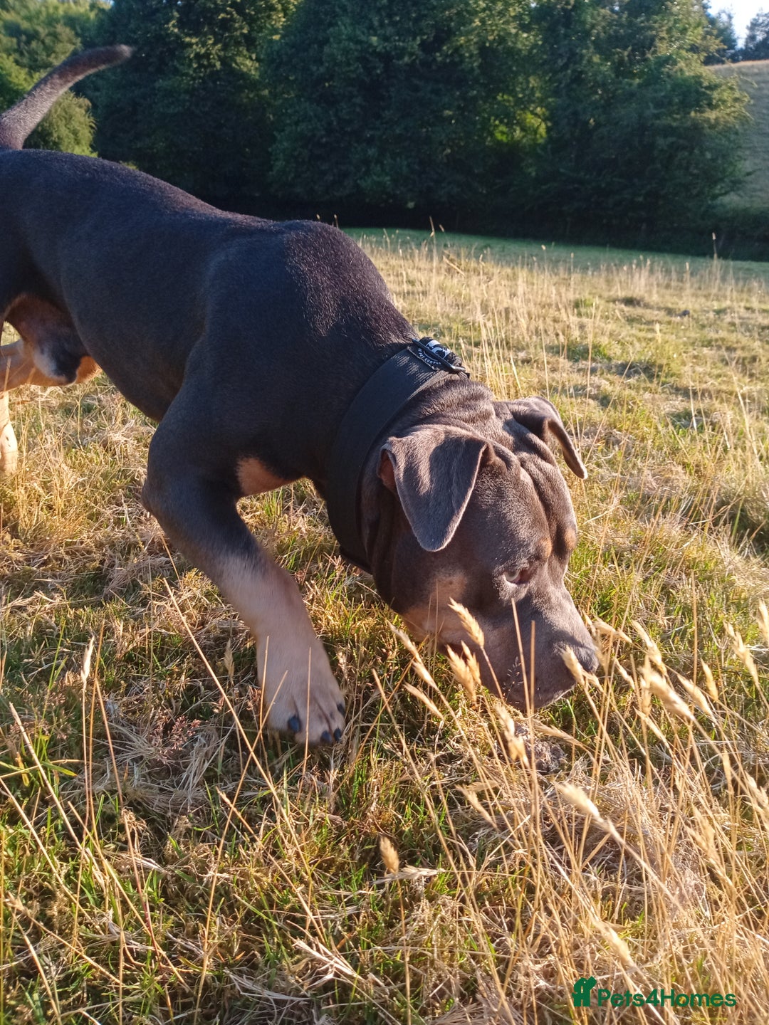American Bully dogs for sale: American bully  - Image 1