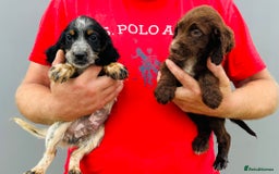 Cocker Spaniel dogs for sale: Beautiful litter of cocker spaniels - Image 2
