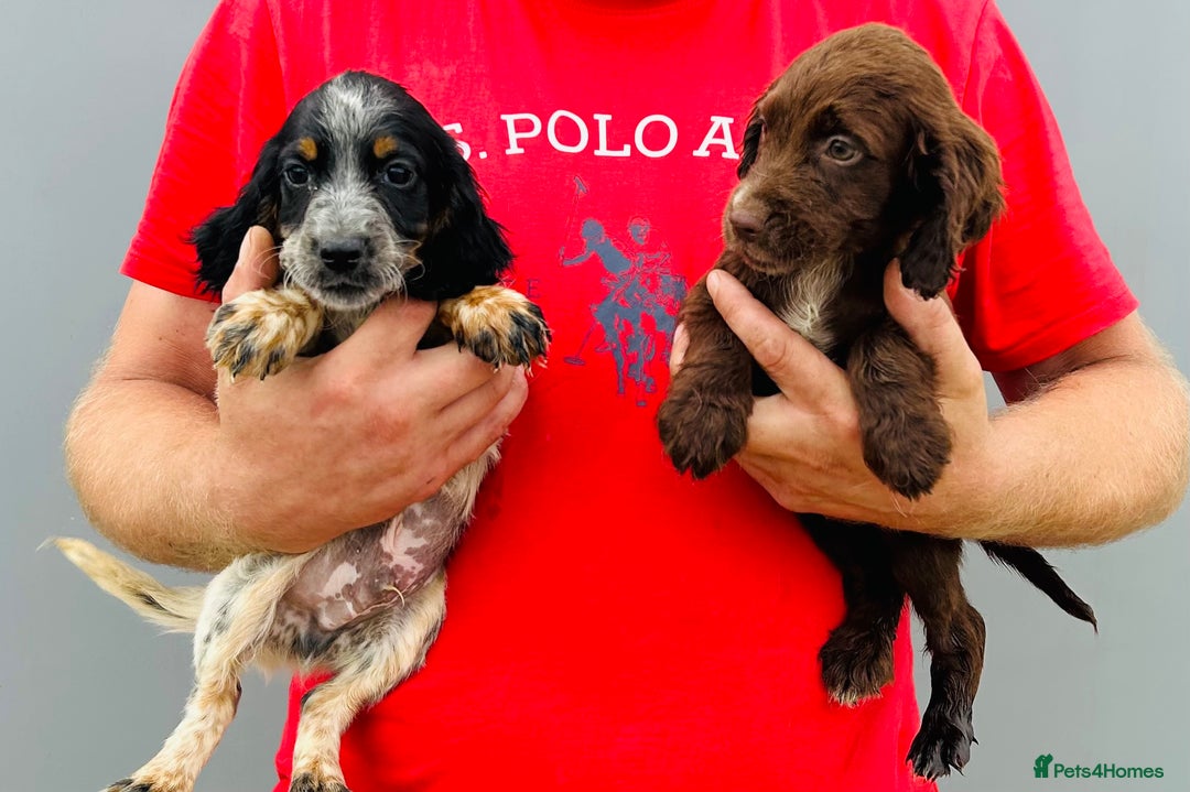 Cocker Spaniel dogs for sale: Beautiful litter of cocker spaniels - Image 2