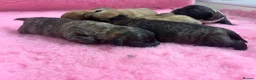 Mixed Breed dogs for sale: F1 Cairndoodle Puppies  - Advert 6