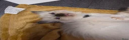 Ragdoll cats for sale: 🩵 6 Beautiful pure ragdolls 🩷 - Advert 21
