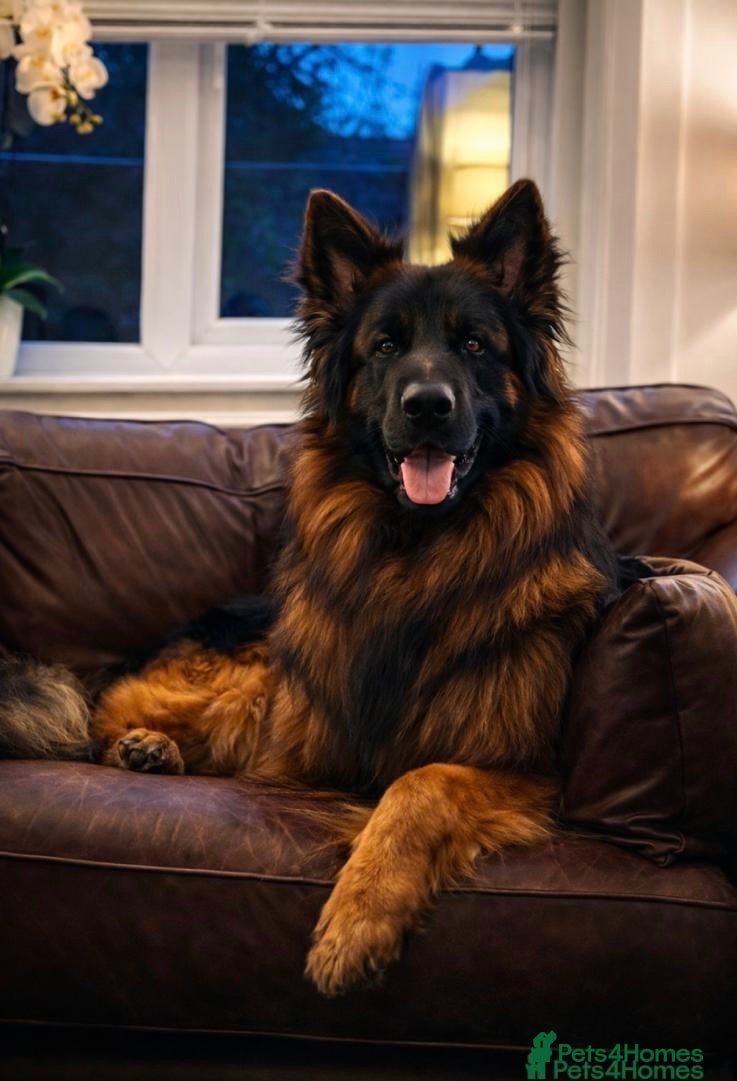 German Shepherd dogs LARGE KC BIG BONE PUPPIES  - Advert 2