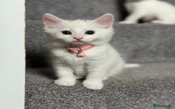 Mixed Breed cats for sale: Mixed breed white kittens  - Image 21