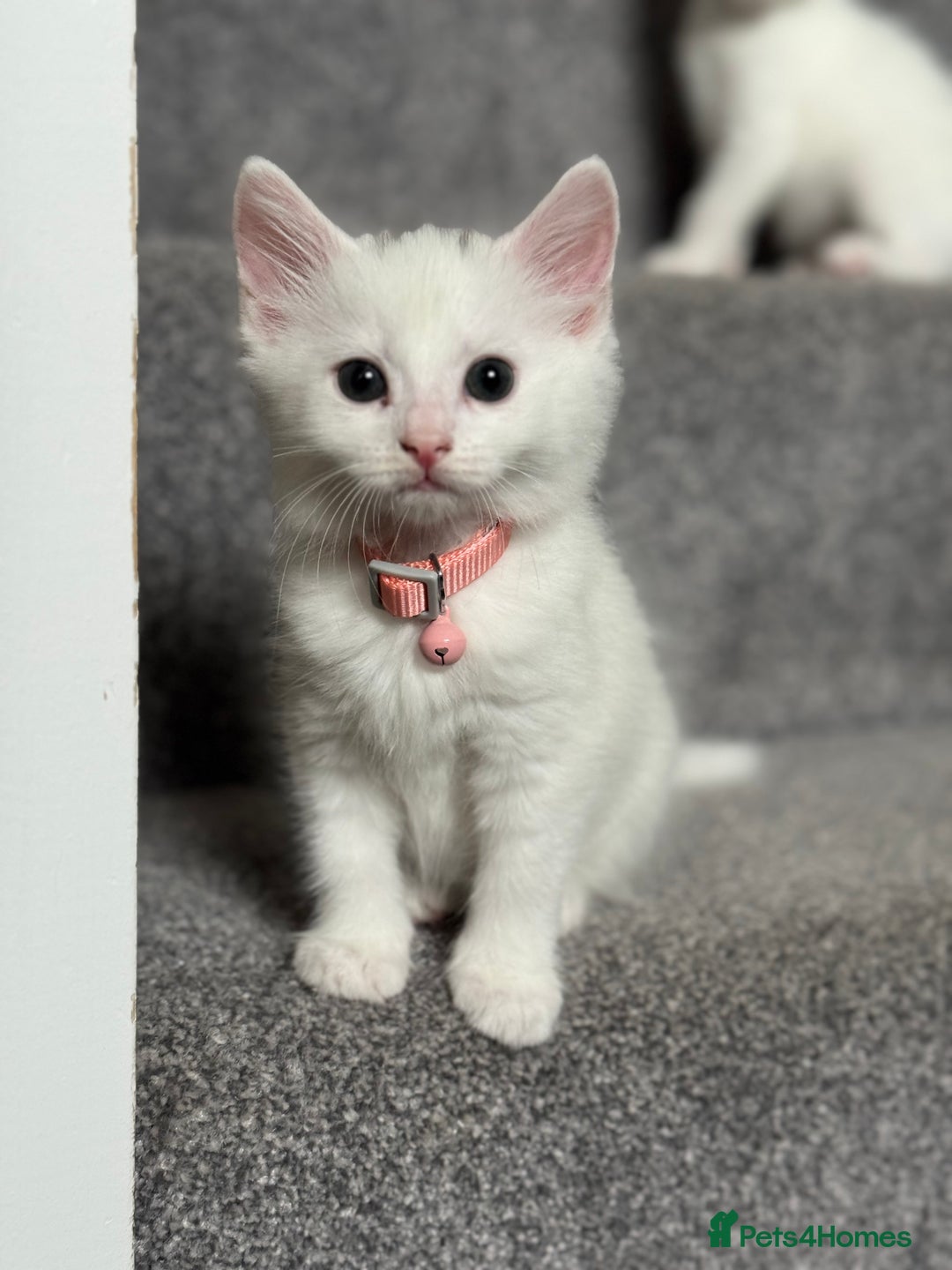 Mixed Breed cats for sale: Mixed breed white kittens  - Image 21