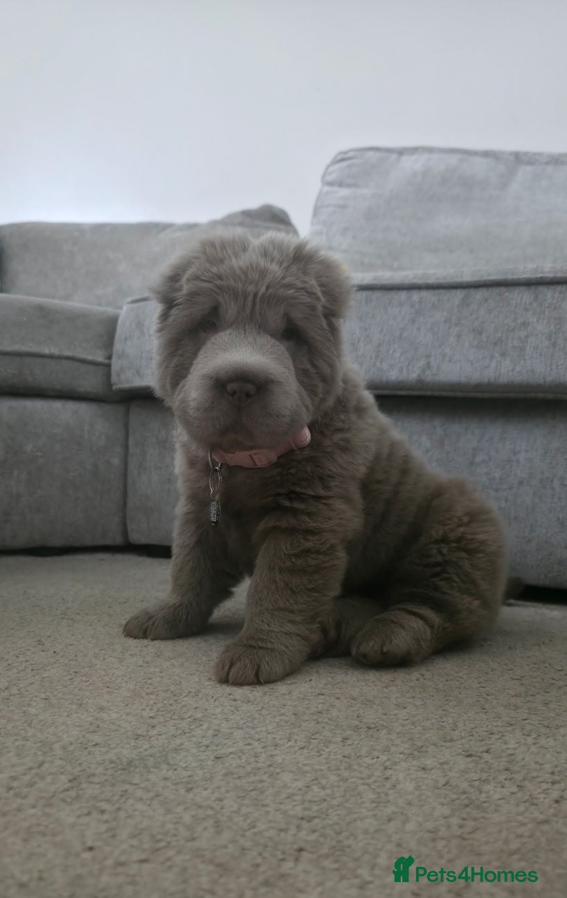 Shar Pei dogs Top quality choc and tan bear coat sharpies - Advert 2