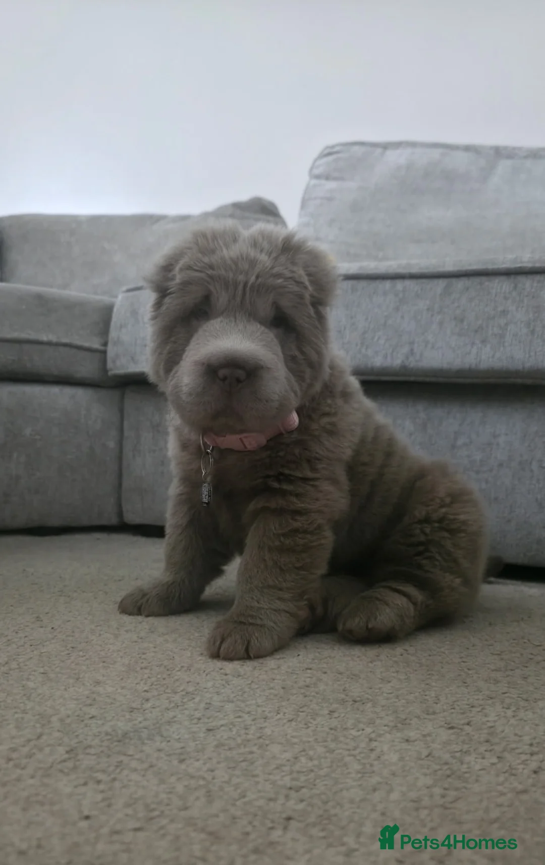 Shar Pei dogs for sale: Top quality choc and tan bear coat sharpies - Advert 1