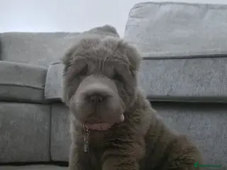 Shar Pei dogs Top quality choc and tan bear coat sharpies - Advert 1