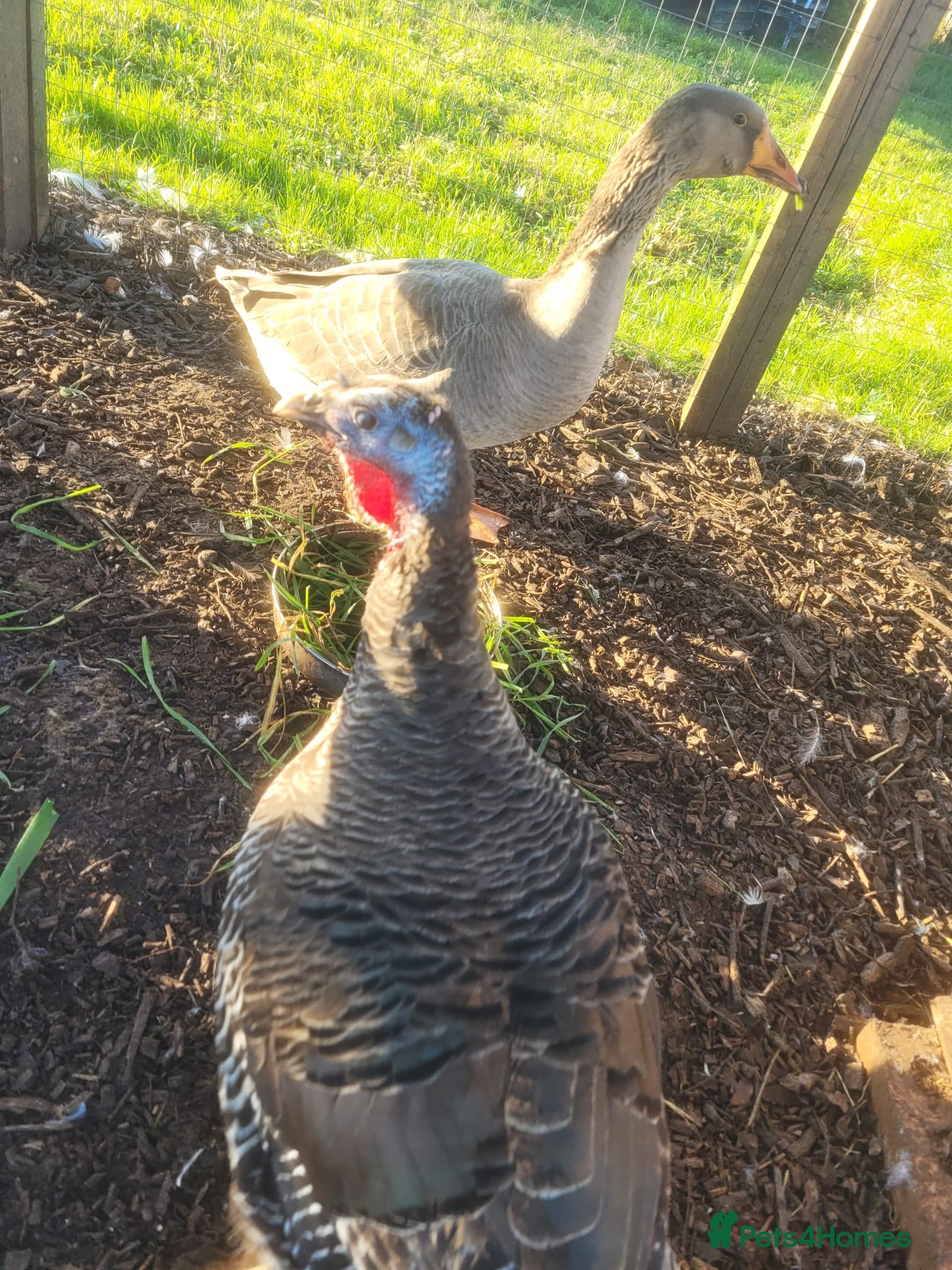 Turkeys poultry Female turkey for sale  - Advert 1