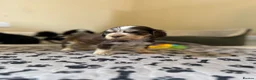 Cocker Spaniel dogs for sale: Rizi Bizi sired, Kc registered & health tested - Advert 5