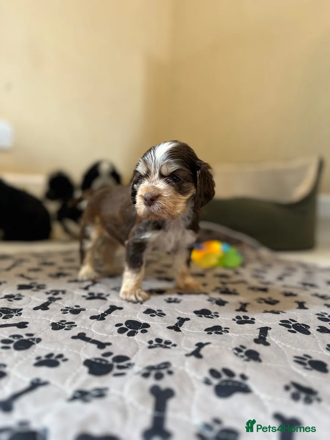 Cocker Spaniel dogs for sale: Rizi Bizi sired, Kc registered & health tested - Advert 5