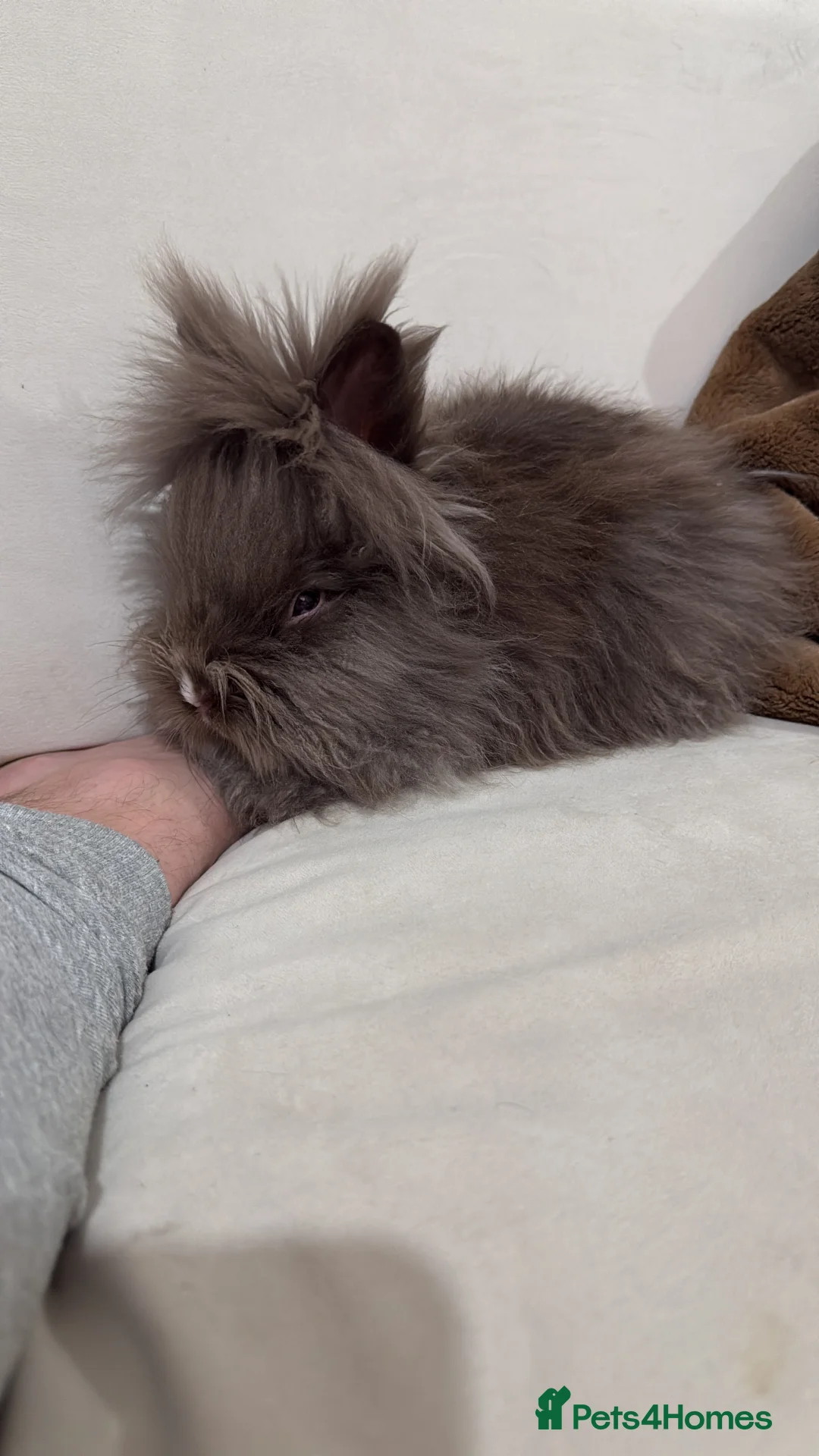 Angora rabbits for sale: Baby angora - Advert 6