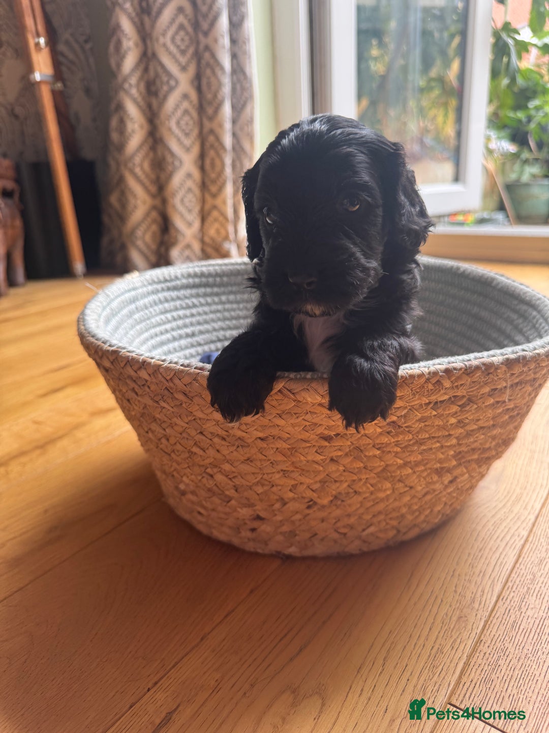 Cockapoo dogs for sale: Last Male fantastic champion line 20 combined  - Image 12