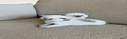 British Shorthair cats for sale: FULL PEDIGREE BSH KITTENS IN THE COTSWOLDS - Advert 33