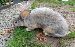 Continental Giant rabbits for sale: Gorgeous Bunny  - Image 5