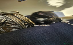 Mixed Breed cats for sale: Kittens 😸  - Advert 5