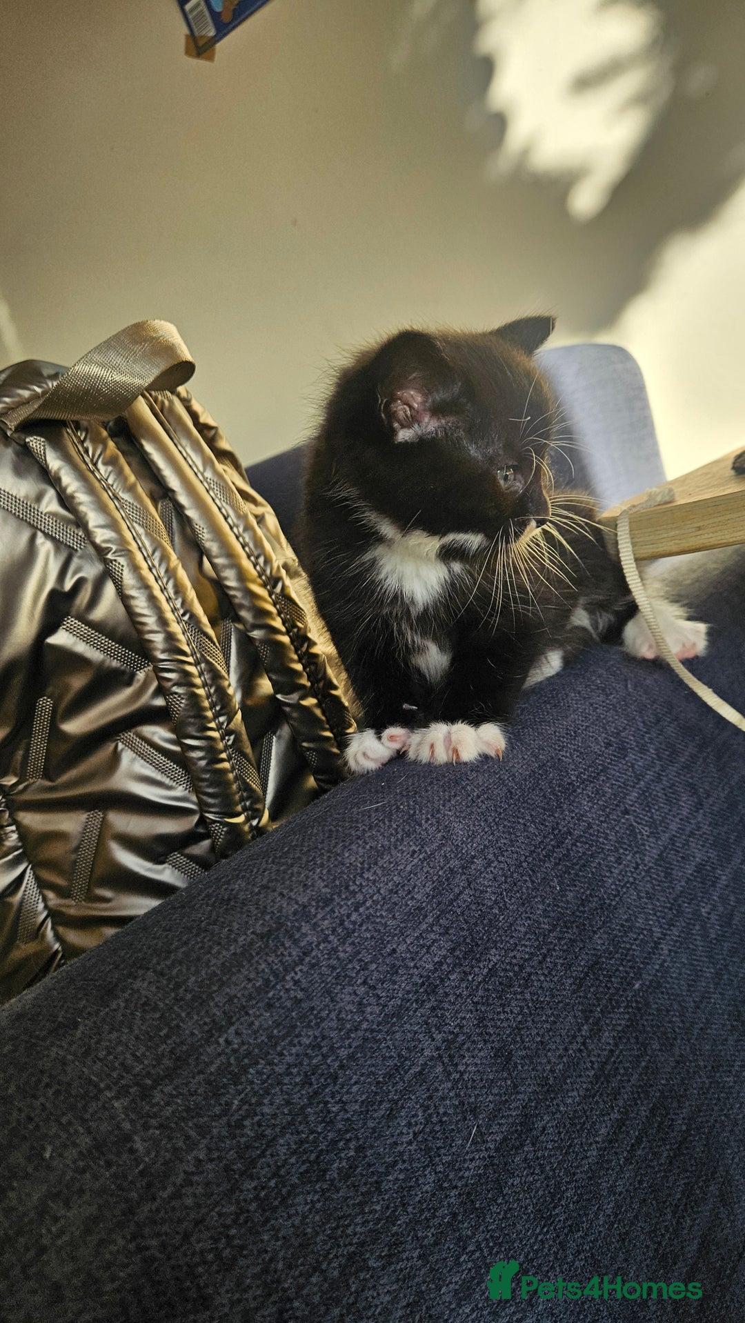 Mixed Breed cats for sale: Kittens 😸  - Advert 5