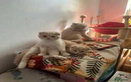 Scottish Fold cats for sale: 🩷🩷🌸Scottish Straight Girl Ready now 🩷🌸 in Haywards Heath - Image 29