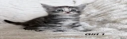 Maine Coon cats for sale: Maine coon kittens ready to reserve  - Advert 20