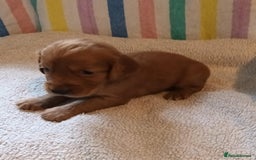 Cocker Spaniel dogs for sale: GOLD COCKER SPANIEL BOYS. - Image 9