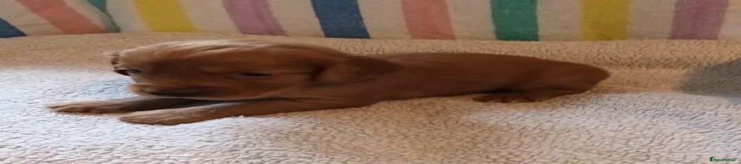 Cocker Spaniel Puppy 5