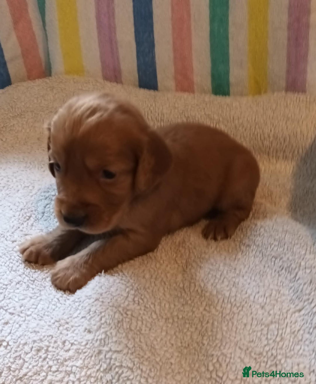Cocker Spaniel dogs for sale: GOLD COCKER SPANIEL BOYS. - Image 9
